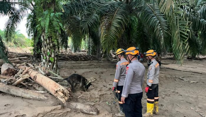 Den K9 Ditpolsatwa Baharkam Polri Berhasil Temukan Satu Korban Bencana Alam di Batang Toru, Sumatera Utara