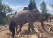 Wujud Sinergi Polri dan BKSDA : Gajah Dikerahkan Bersihkan Material Banjir di Pidie Jaya