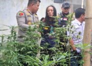Gerebek Rumah Kontrakan di Jombang, Polisi Bongkar Ladang Ganja Skala Besar
