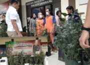 Polisi Amankan 156 Pohon Dan Empat Tersangka Lintas Daerah
