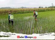 Bantu Perawatan Tanaman Padi, Babinsa Kelurahan Satrean Dampingi Poktan Kembang Kuning