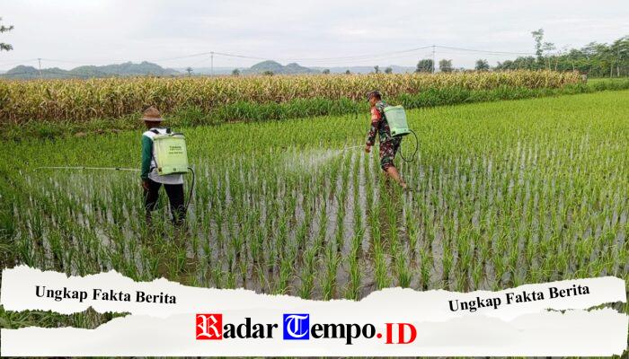 Bantu Perawatan Tanaman Padi, Babinsa Kelurahan Satrean Dampingi Poktan Kembang Kuning