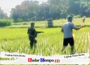 Babinsa Dermojayan Wujudkan Ketahanan Pangan, Turun Langsung Bantu Petani Memupuk Padi