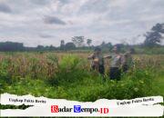 Komitmen Ketahanan Pangan, Kapolres Pulang Pisau Tinjau Perkebunan Jagung Desa Hanjak Maju