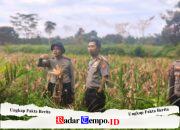 Kapolres Pulang Pisau Tinjau Lokasi Panen Raya Jagung, Dukung Ketahanan Pangan Nasional