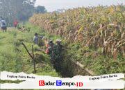 Bersihkan Saluran Irigasi Sawah, Sertu Yudha Gotong Royong Bersama Warga Desa Ngreco