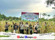 Sinergi Forkopimcam Jrengik Dukung Ketahanan Pangan Melalui Panen Raya Jagung di Desa Kotah