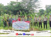 Sinergi Forkopimcam Torjun Dukung Ketahanan Pangan Melalui Panen Raya Jagung di Jalan Raya Pangongsean