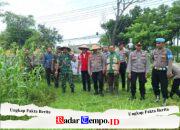 Wujud Sinergi Forkopimcam Torjun Dukung Ketahanan Pangan Melalui Panen Raya Jagung di Jalan Raya Pangongsean Sampang
