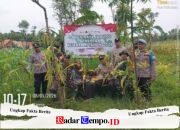 Wujud Sinergi Forkopimcam Dukung Ketahanan Pangan Melalui Panen Raya Jagung di Desa Gulbung Sampang