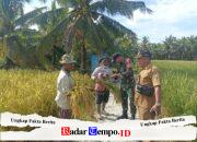 Babinsa Dan Kades Parit Baru Komsos Bersama Warga Saat Panen Padi