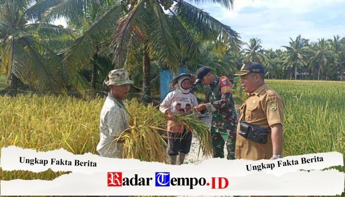 Babinsa Dan Kades Parit Baru Komsos Bersama Warga Saat Panen Padi