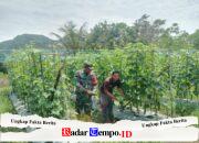 Wujud Kepedulian TNI, Babinsa Haruyan Bantu Panen Mentimun Warga Binaan
