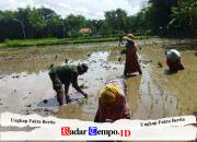 Babinsa Koramil Omben Dukung Swasembada Tanam Padai Perkuat Pangan