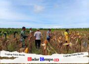 Dukung Ketahanan Pangan, Babinsa Sungai Nilam Bersama Perangkat Desa dan Gapoktan Laksanakan Panen Jagung
