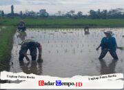 Dukung Ketahanan Pangan Nasional, Serda Dedy Awang Dampingi Penanaman Padi Milik Bapak Sumino