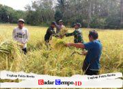 Babinsa Koramil 1009-03/Bati-Bati Panen Padi Bersama Poktan Karya Sentosa Desa Bentok