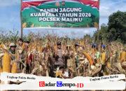 Wujud Sinergitas, Polsek Maliku dan Tripika Kompak Panen Jagung Bersama Petani Wono Agung