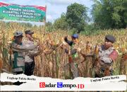 Perkuat Ketahanan Pangan Desa, Polsek Maliku dan Tripika Panen Jagung Bersama Petani