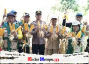 Panen Jagung Hibrida 6 Ton, Polsek Maliku Dukung Produktivitas Petani Lokal