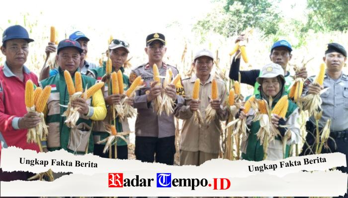 Panen Jagung Hibrida 6 Ton, Polsek Maliku Dukung Produktivitas Petani Lokal