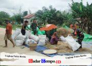 Babinsa Koramil 02/Sejangkung Bantu Warga Rontokkan Padi Hasil Panen