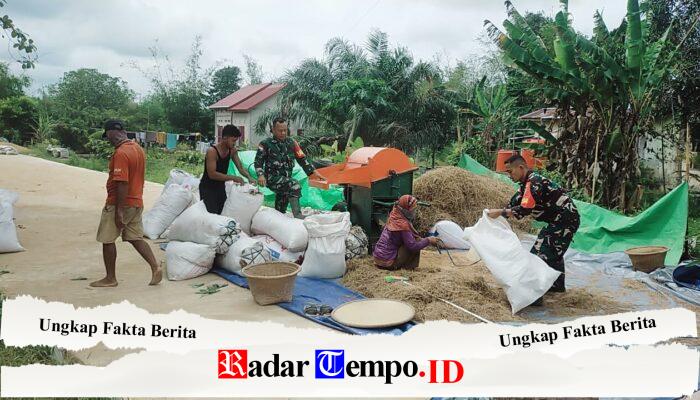 Babinsa Koramil 02/Sejangkung Bantu Warga Rontokkan Padi Hasil Panen