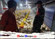 Perkuat Kemanunggalan TNI–Rakyat, Babinsa Dampingi Peternak Ayam