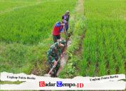 Guna Optimalkan Produksi Padi, Babinsa Dan Petani Resapombo Sinergi Bersihkan Lahan Pertanian