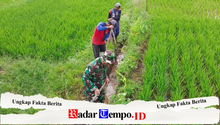 Guna Optimalkan Produksi Padi, Babinsa Dan Petani Resapombo Sinergi Bersihkan Lahan Pertanian