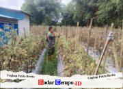 Dukung Ketahanan Pangan, Babinsa Koramil 1002-08/LAU Bantu Petani Panen Tomat