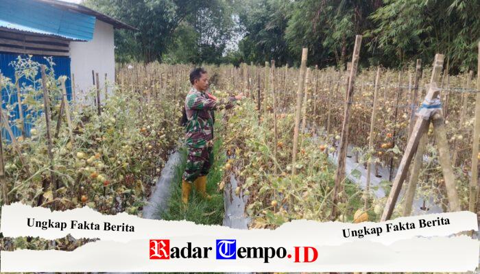 Dukung Ketahanan Pangan, Babinsa Koramil 1002-08/LAU Bantu Petani Panen Tomat