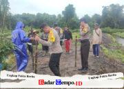 Langkah Nyata Tekan Impor, Polsek Jabiren Raya Sulap Lahan Desa Sakakajang Jadi Lumbung Jagung