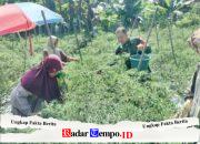 Babinsa Koramil 1008-06/Banua Lawas–Pugaan Laksanakan Pendampingan Hanpangan Panen Cabe