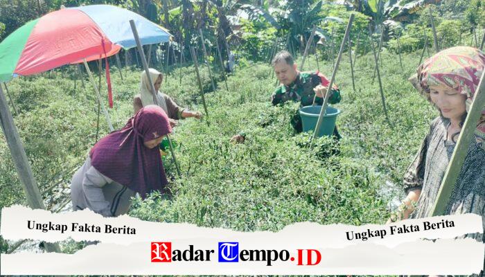 Babinsa Koramil 1008-06/Banua Lawas–Pugaan Laksanakan Pendampingan Hanpangan Panen Cabe