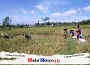 Dukung Swasembada Pangan Nasional, Babinsa Desa Slumbung Dampingi Petani Panen Padi