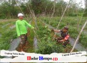 Wujud Dukungan Ketahanan Pangan, Babinsa Banua Lawas Dampingi Petani