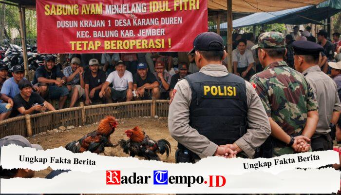 LAPOR JENDRAL, Diduga Kebal Hukum, Arena Sabung Ayam di Karang Duren Balung Jember