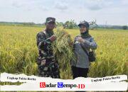 Koramil 0828/01 Sampang Dampingi Petani Desa Pasean Panen Padi