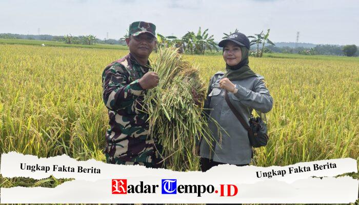 Koramil 0828/01 Sampang Dampingi Petani Desa Pasean Panen Padi