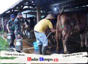 TMMD Ke 127 Tak Hanya Bangun Rumah, Jembatan Dan Jalan, Prajurit TNI Turut Juga Bantu Warga Perah Susu Sapi