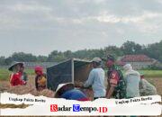 Kehadiran Babinsa Koramil 0828/04 Torjun Bantu Kelancaran Panen MT-1 di Desa Jeruk Purut Sampang