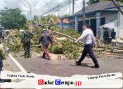 Berisiko Tumbang dan Sentuh Kabel Listrik, Warga Jrengik Terpaksa Tebang Mandiri Pohon Mahoni Raksasa di Jalan Raya