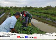 Pendampingan Babinsa Dorong Semangat Petani Sayuran di Labuan Amas Selatan