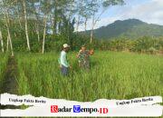 Dukung Ketahanan Pangan, Anggota Koramil 05/Pemangkat Laksanakan Komsos Bersama Petani Padi