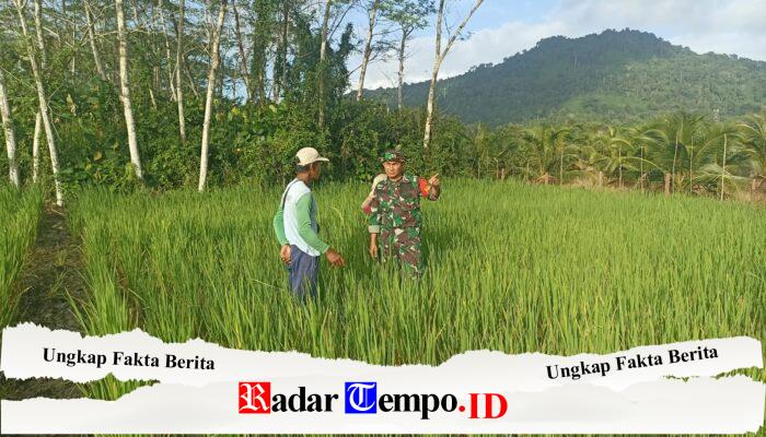Dukung Ketahanan Pangan, Anggota Koramil 05/Pemangkat Laksanakan Komsos Bersama Petani Padi