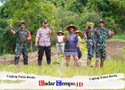 Satgas TMMD Ke 127 Bersama Warga Laksanakan Penanaman Padi Dukung Ketahanan Pangan Di Desa Krisik