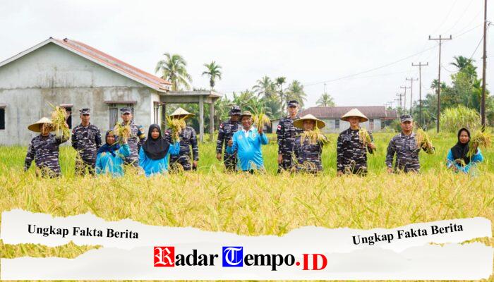 Dukung Ketahanan Pangan, Kodaeral XII Turun Langsung Panen Raya Bersama Petani