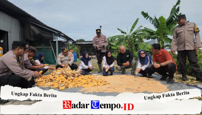 Kapolsek Kenjeran Giat Panen Jagung Pipil Sebanyak 1.625 Kg