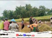Serka Ahmad Rifa’i Babinsa Torjun Selalu Sigap Bantu Warga Panen Padi di Desa Pangongsean Sampang